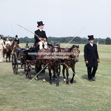 two Caspian Ponies in harness driven at show