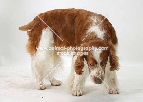 Australian / NZ Champion Welsh Springer Spaniel, looking down