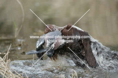 German Wirehaired Pointer retrieving pigeon