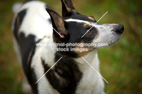 mongrel dog looking up