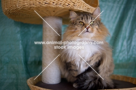 Champion Kronangens Lise Meitner sitting proudly on a scratch post