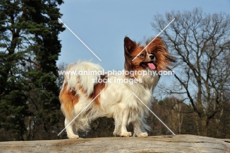 Papillon on log, side view