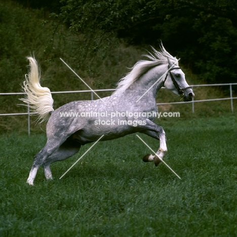 German Arab stallion leaping at marbach,