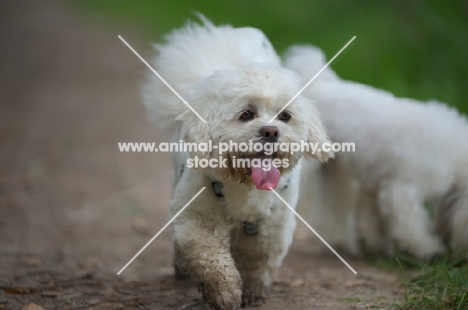white lhasa apso with dirty paws walking on a path