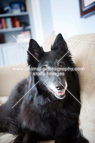groenendael (belgian sheepdog) smiling on couch