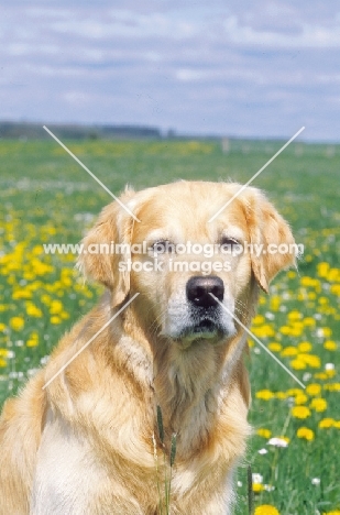 Golden Retreiever in summer