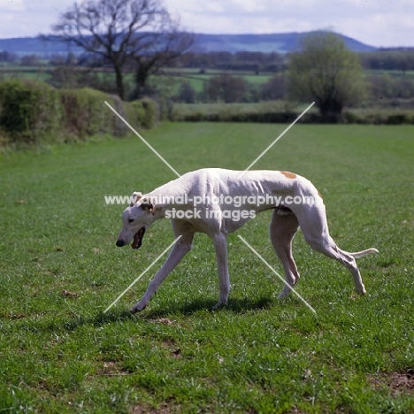 show greyhound walking in a field