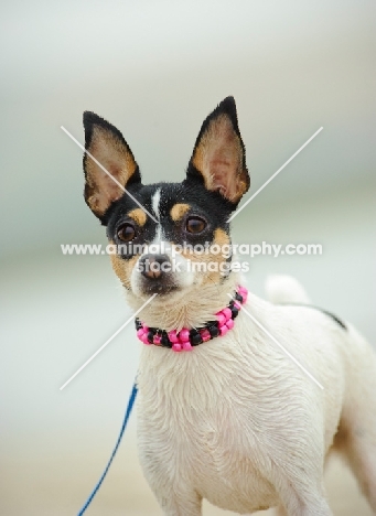 Toy Fox Terrier on lead