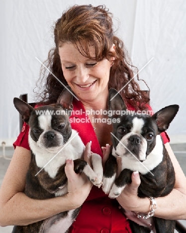 Boston Terrier being held by woman