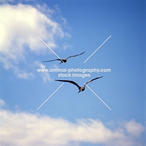 two frigate birds flying at punta espinosa, galapagos islands