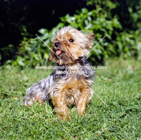 old yorkshire terrier  in pet clip