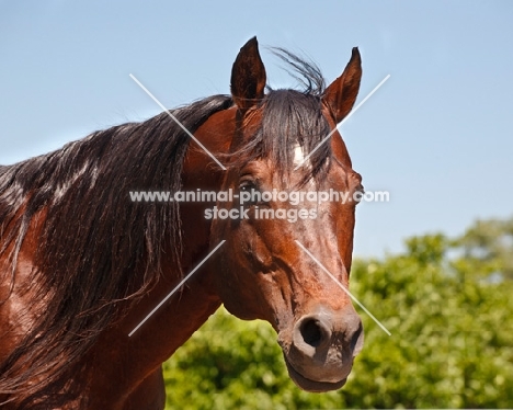 shiny quarter horse, portrait