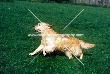 golden retriever, galloping in a field
