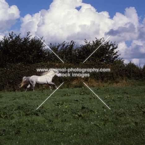 Connemara pony stallion cantering in field