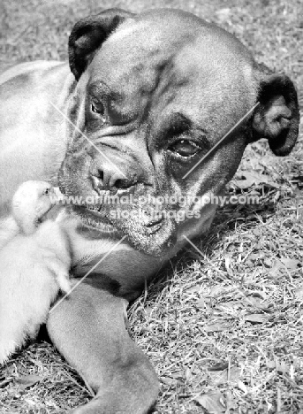 Boxer looking at duckling