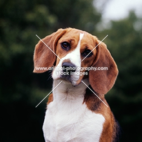 beagle looking at camera