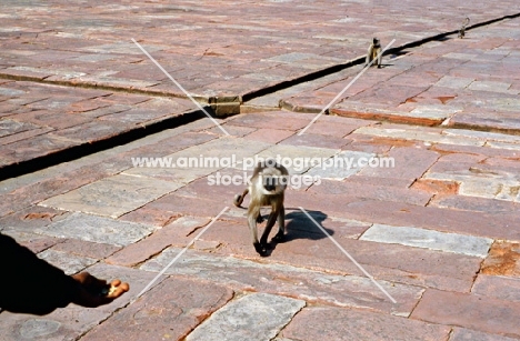 grey langurs walking towards a handful of food