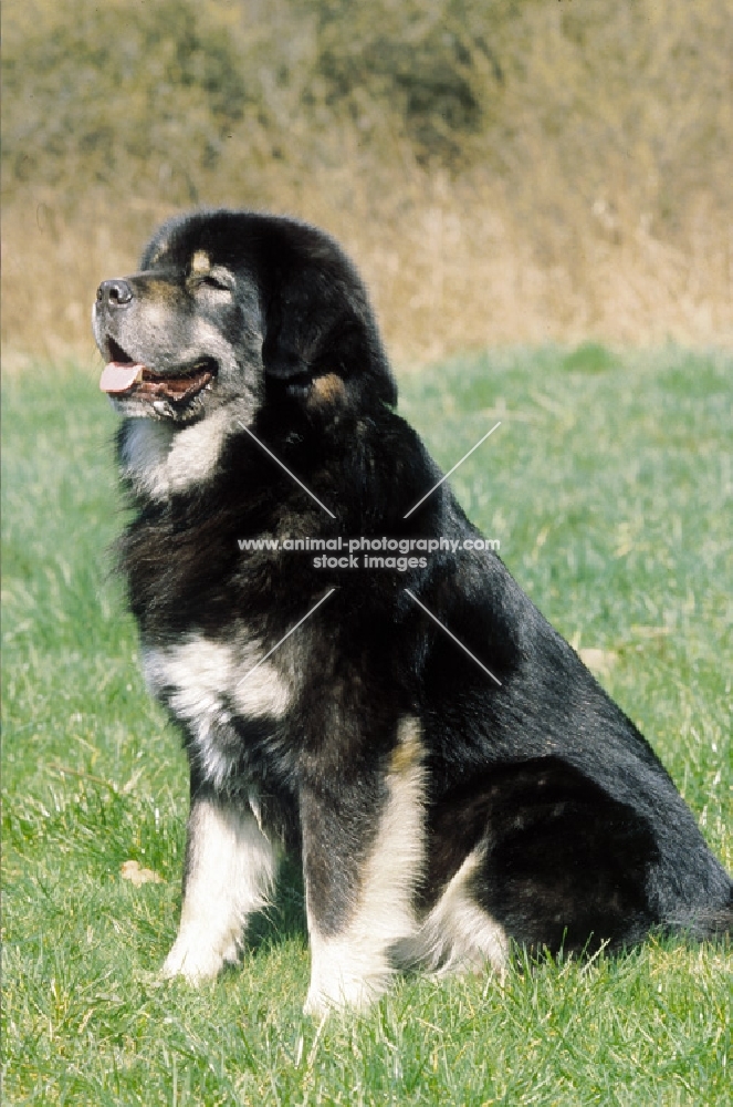 tibetan mastiff sitting down