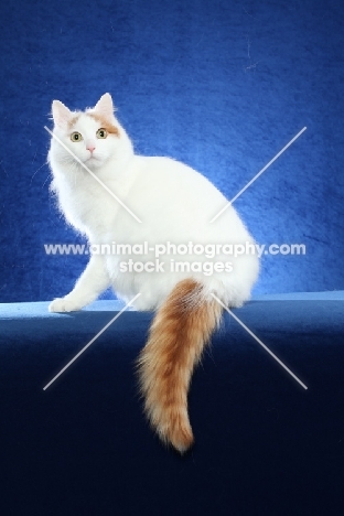 Turkish Van