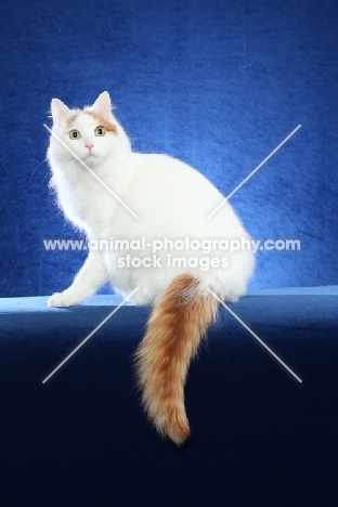 Turkish Van