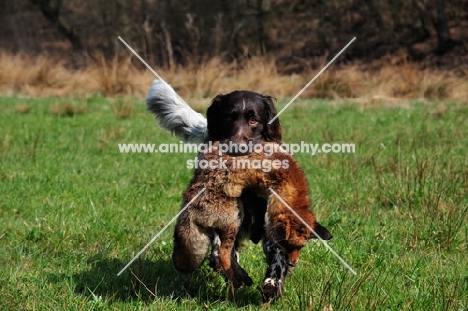 Small Munsterlander retrieving dead fox