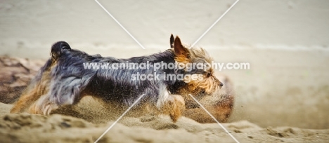 Yorkshire Terrier running on beach