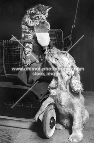 kitten feeding Cocker Spaniel puppy with milk bottle