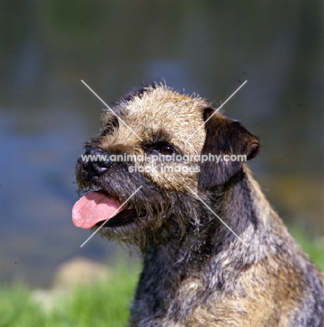 am ch dickendall's heart breaker, border terrier portrait