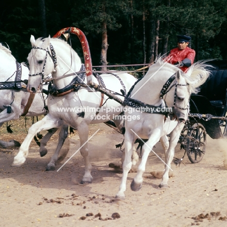 troika with three russian stallions,  tersk, orlov trotter, tersk in moscow forest