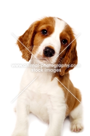 Welsh Springer Spaniel