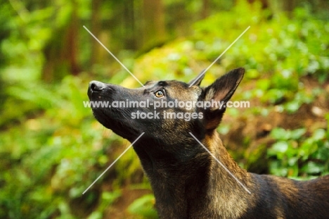 Malinois profile