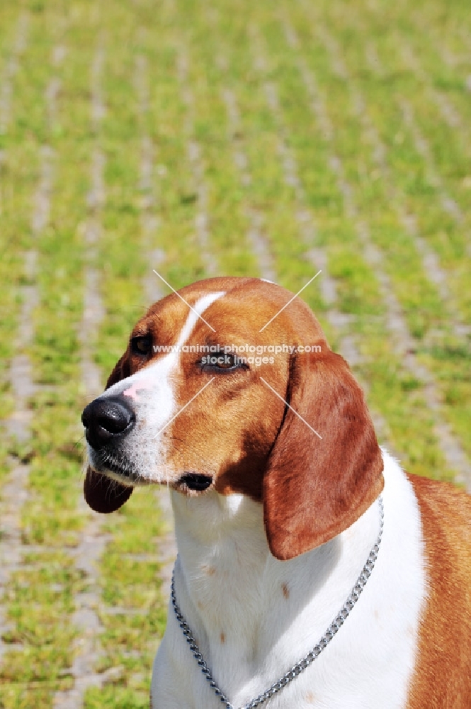 hygenhund portrait