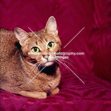 abyssinian cat studio shot, head and shoulders