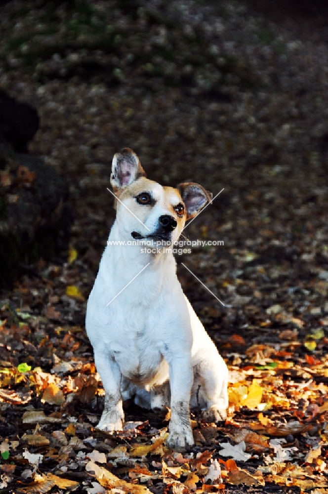 Jack Russell terrier amongst autumn leaves