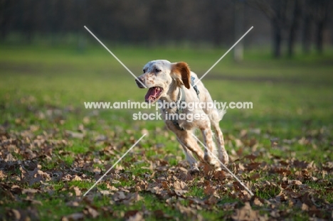 happy orange belton setter running in a park