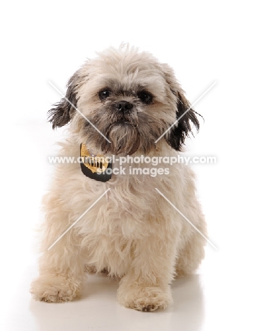 Shih Tzu, front view on white background