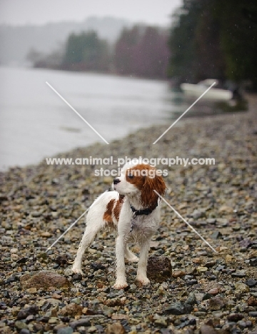 Cavalier King Charles Spaniel standing by the edge of water.