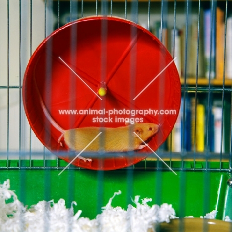 fawn mouse in an exercise wheel
