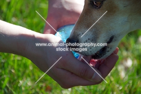 Jack Russell drinking water from bottle