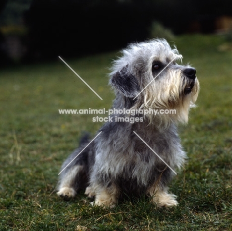 dandie dinmont sitting on grass