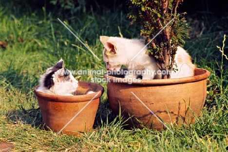 two farm kittens in flower pots