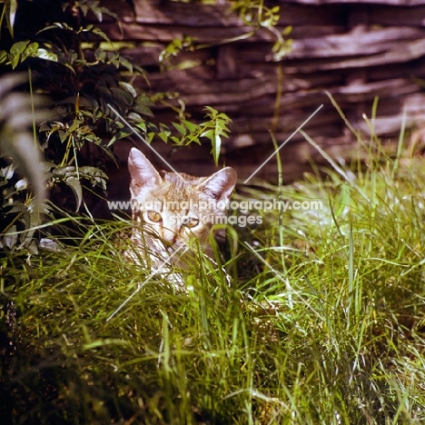 abyssinian kitten hiding behind grass