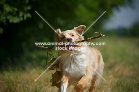 red merle australian shepherd running with a stick in his mouth