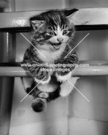 kitten clinging onto a chair