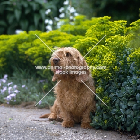 varon flers, basset fauve de bretagne sitting on a path