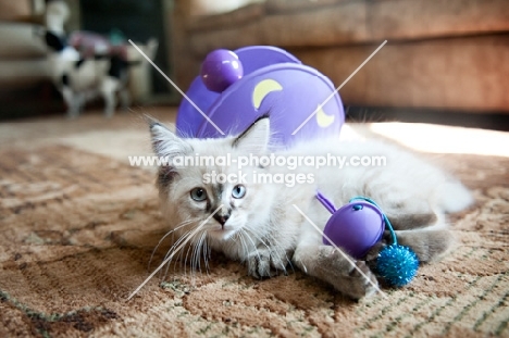 Ragdoll kitten at 8 weeks with toy