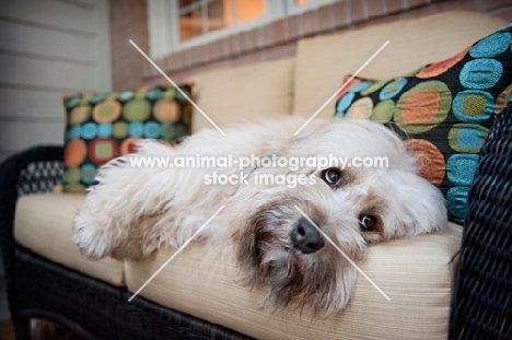 terrier mix lying on side