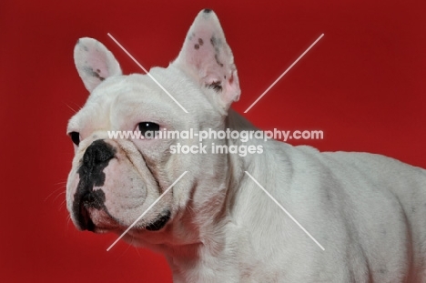 French Bulldog with ears up looking at camera