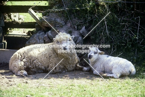 greyface dartmoor ewe and lamb