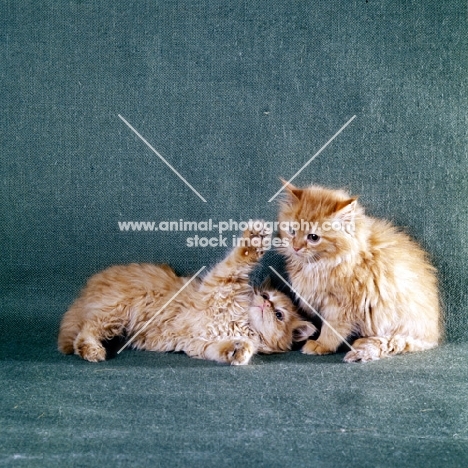 two red tabby long hair kittens